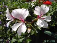 PICT2312.webp