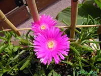 PICT2323.webp