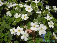 PICT2316.webp