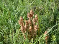 P1050895_600_450.webp