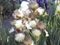 1780.webp