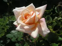 Alte Rose Vorgarten.webp