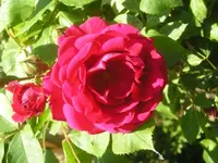 Kletterrose Hof.webp