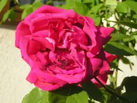 Rose Vorgarten.webp