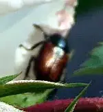 kaefer_1.webp