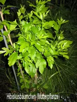IMG_4571-text.webp