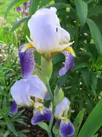 IMG_9302_450x600.webp