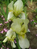 IMG_9304_450x600.webp