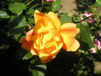 Alte Rose Vorgarten.webp