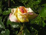 Alte Rose Vorgarten2.jpg