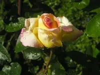 Alte Rose Vorgarten2.webp