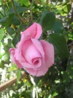 Rosa Kletterrose Vorgarten.webp