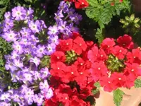 Ausschnitt aus Blumenkübel2.webp