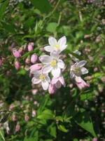 20090502_8188.webp