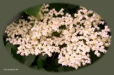 Holunderblüte.webp