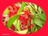 Hummel auf Zylinderputzer.webp
