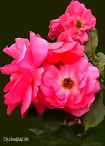 Rose pink.webp