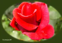 Rose rot.webp