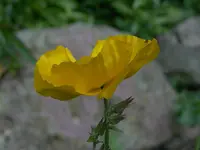 P1000638.webp