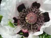 Mohn-Besucher.webp