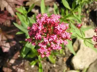 Rote Spornblume.webp