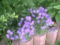 Glockenblumen3.webp
