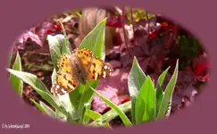 Falter II.webp