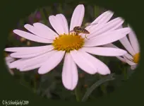 Pollensammler.webp