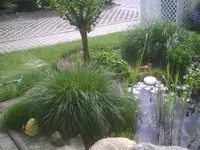 Teich2.webp