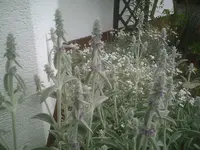 Wollziest und Silberhornkraut.webp