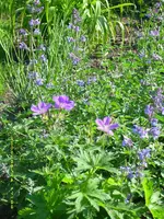 Katzenminze u. Storchschnabel.webp