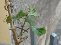 wein1.webp