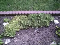 Sempervivum.webp