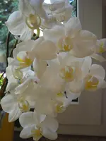 CIMG5816.webp