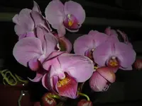 CIMG5823.webp