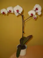 CIMG5834.webp