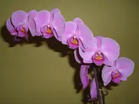 CIMG5837.webp