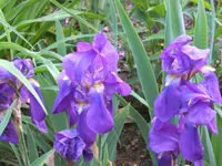 dukles blau.webp
