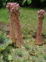 300px-Sempervirum_tectorum1.webp