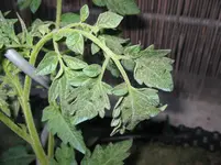 001.webp
