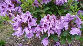 K800_Rhodo-Park Graal-Müritz 009.webp