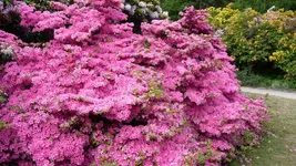 K800_Rhodo-Park Graal-Müritz 013.webp