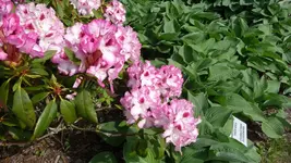 K800_Rhodo-Park Graal-Müritz 002.webp