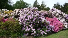 K800_Rhodo-Park Graal-Müritz 006.webp