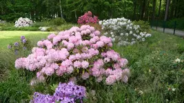 K800_Rhodo-Park Graal-Müritz 010.webp