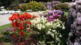 K800_Rhodo-Park Graal-Müritz 007.webp