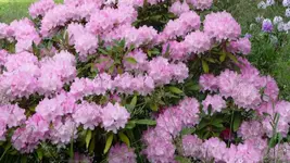 K800_Rhodo-Park Graal-Müritz 011.webp