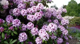 K800_Rhodo-Park Graal-Müritz 004.webp