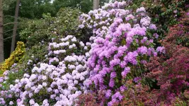 K800_Rhodo-Park Graal-Müritz 012.webp
