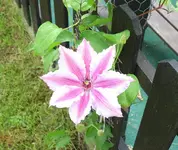 a.webp